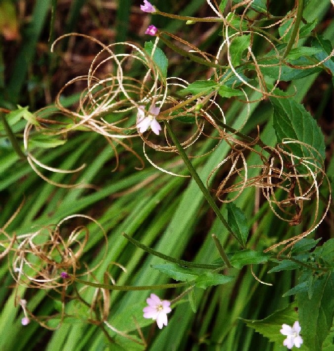 Epilobium cfr. montanum (Myrtales - Onagraceae)